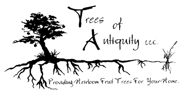 Trees of Antiquity