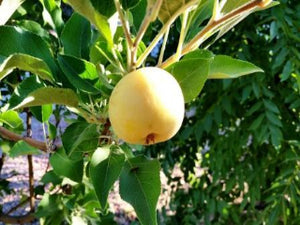 Ernst Bosch organic heirloom apple tree