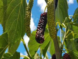 pakistan black mulberry tree