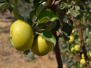 Ananas Reinette organic apple tree