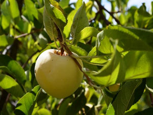 Antonovka heirloom apple tree