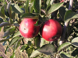 Arkansas Black heirloom apple tree