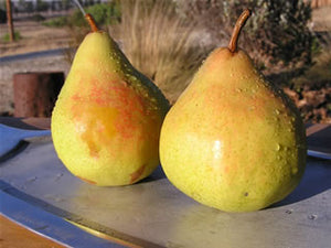 B.P. Moretini heirloom pear tree