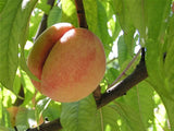 George IV heirloom peach tree for sale