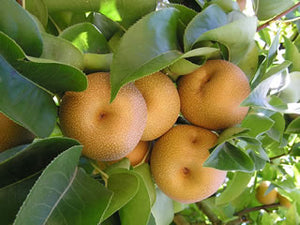 Hosui heirloom pear  trees