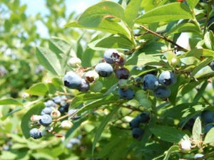 Jubilee Blueberry bush for sale