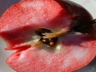 mountain rose apple seeds Mountain Rose