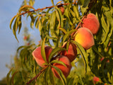 Nectar heirloom peach tree for sale