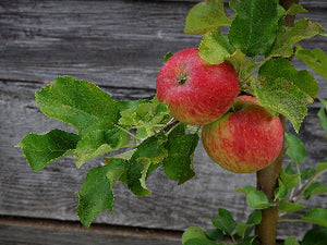 Strawberry Parfait heirloom apple tree for sale