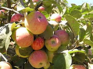 Tremblett's Bitter hard cider heirloom apple tree