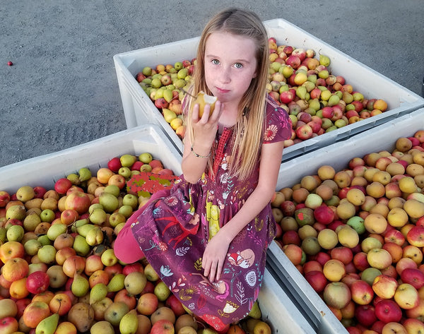 When to Harvest Fruit From Your Trees