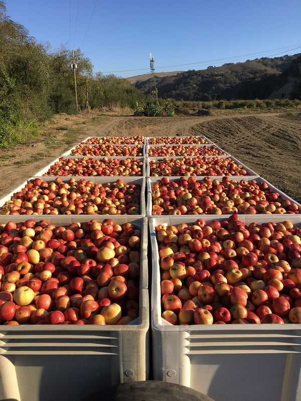When Should I Harvest My Apples?