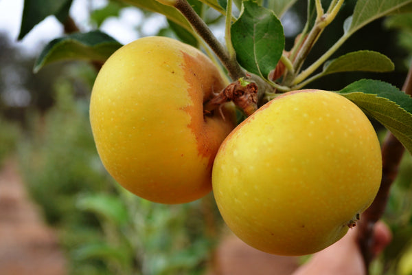 Planting Heirloom Trees to Preserve a Legacy