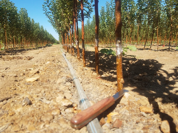 We're Busy in the Field Grafting Away...