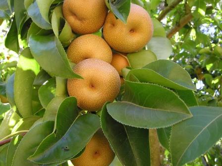 Plant Pears for Your Heirs and a Few for Yourself!