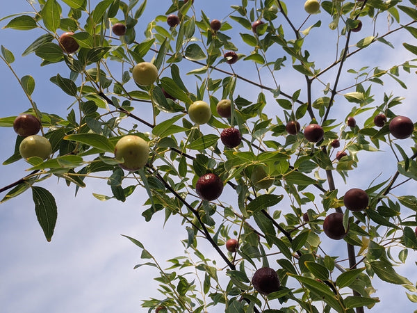 In Praise of Jujubes