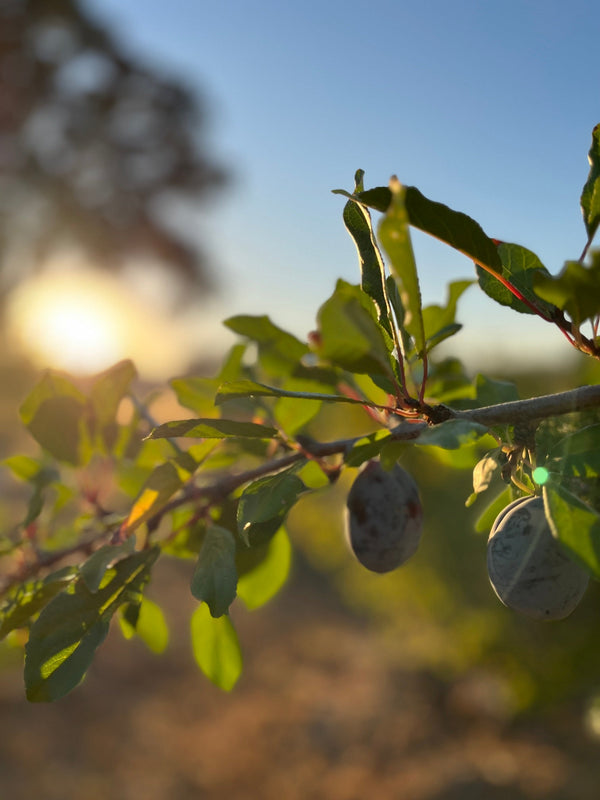Feed Your Food Security Journey