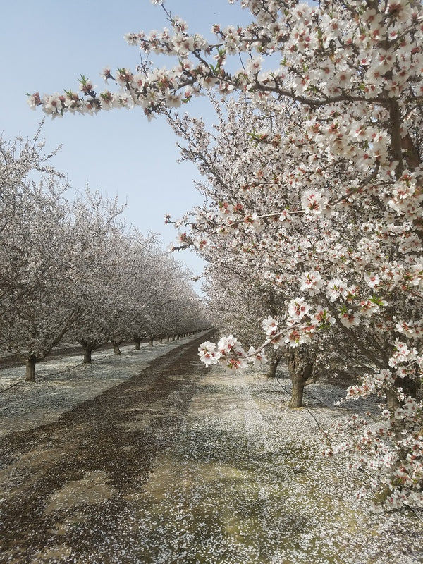 What's the Buzz About Bees?