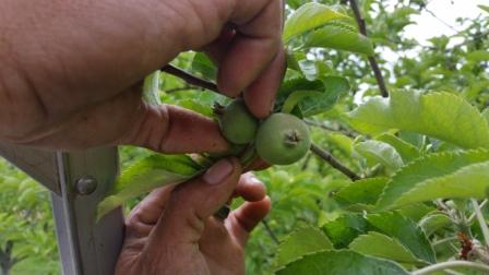 When to Start Thinning Your Fruit