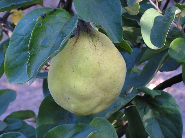 Quince Trees