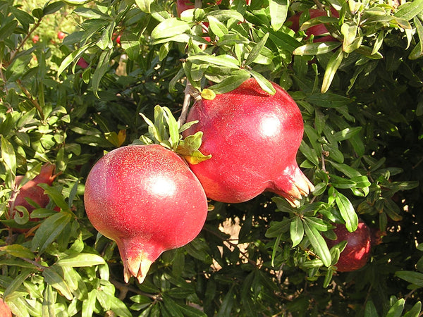 Pomegranate Bush