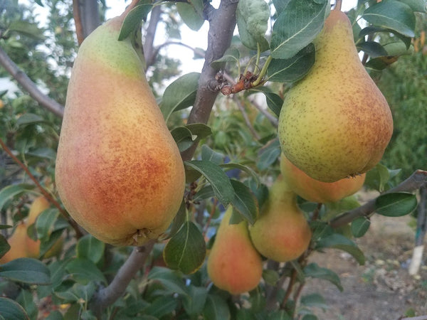 Pear Trees