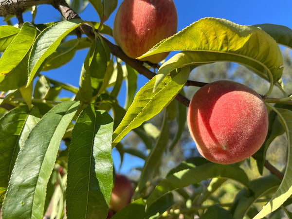 Peach Trees