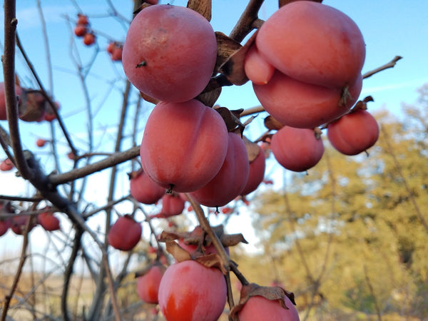 Persimmon Trees