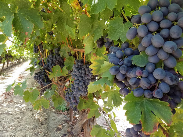 Grape Vines