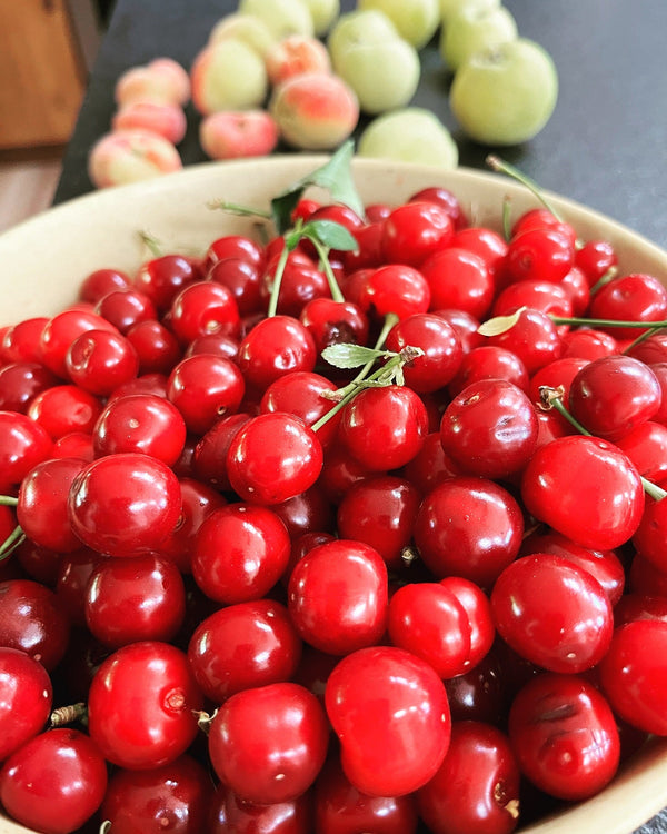 heirloom cherry trees organic