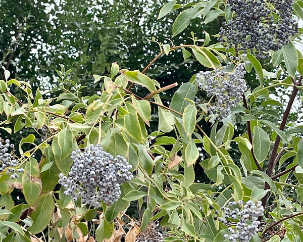 Elderberries & Feijoa