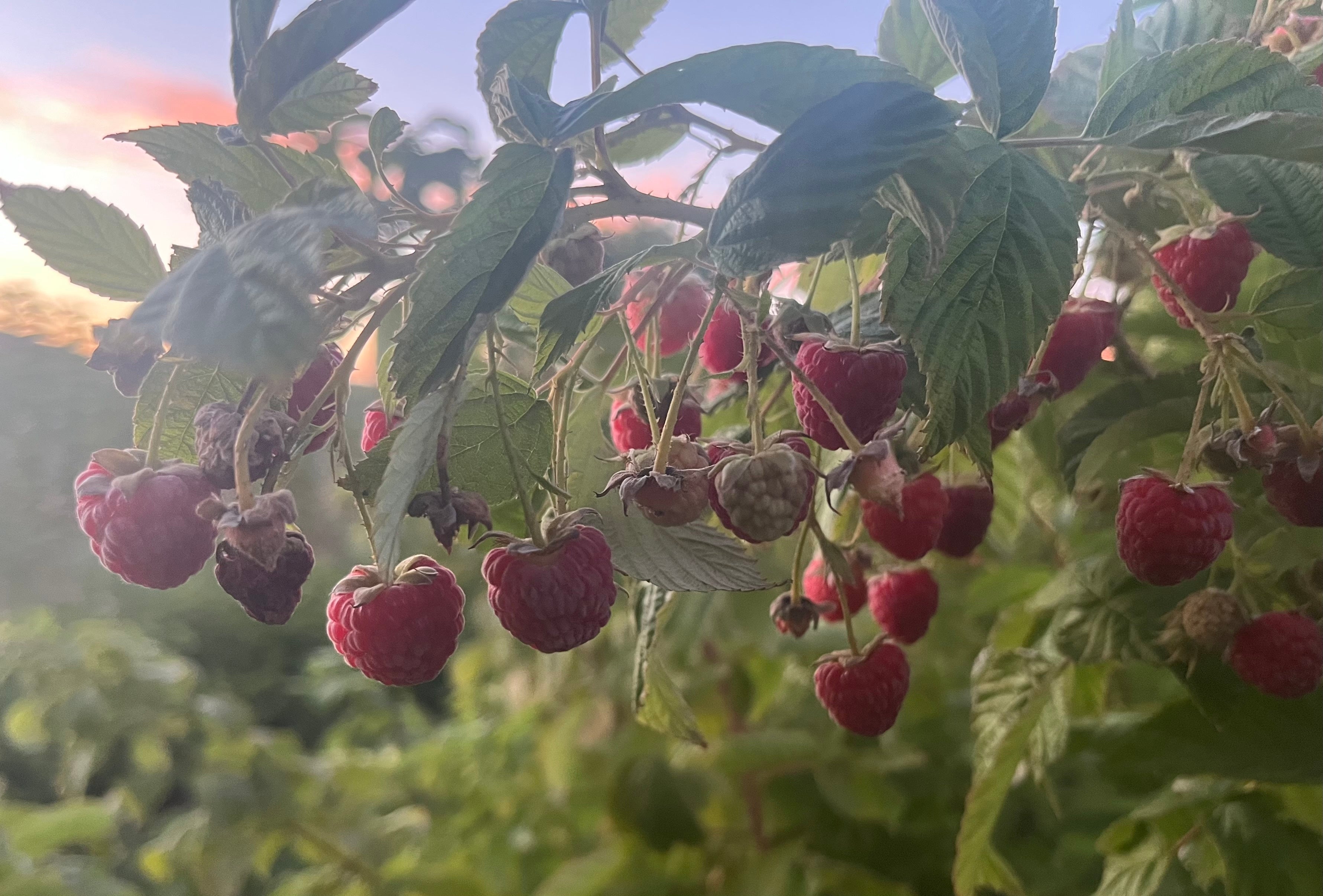 Berries & Small Fruits