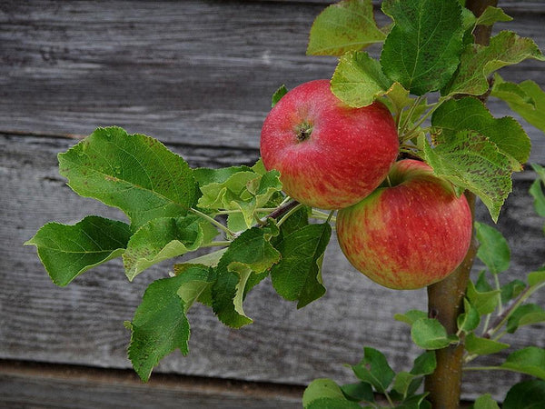 Certified Organic apple trees for sale 
