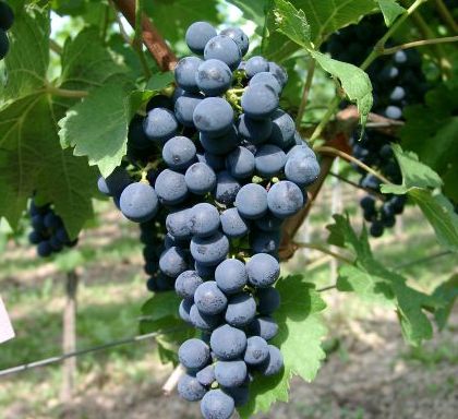 Bunch of dark grapes on a vine with green leaves