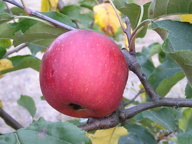 Red apple on a tree branch with green leaves