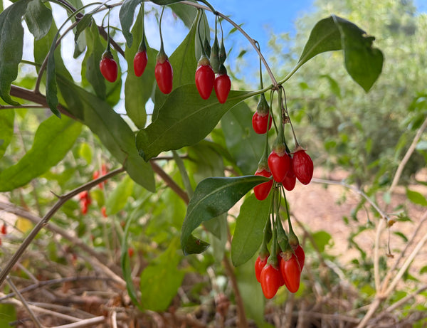 Goji Berry