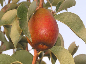 Red pear on a tree branch with green leaves