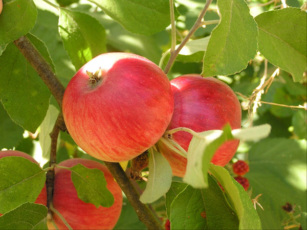Red apples on a tree branch with green leaves