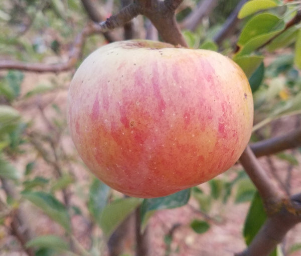 Apple hanging on a tree branch with green leaves in the background