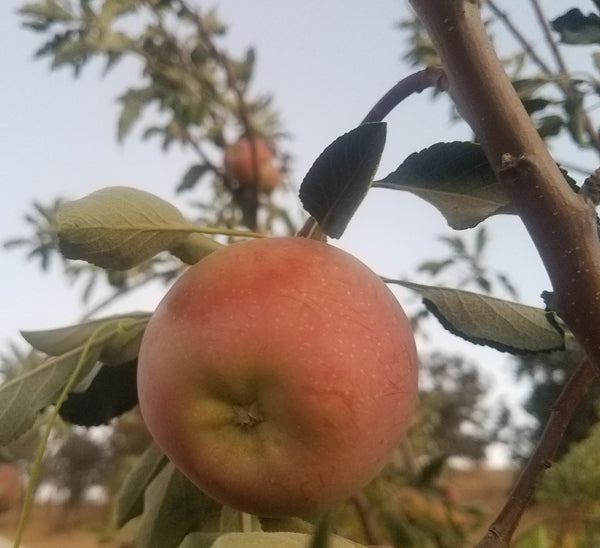 Apple hanging on a tree branch with a blurred background