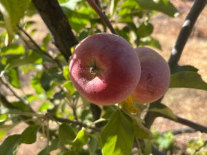 Organic Crimson® Gold Semi-Dwarf Apple Tree - Fruition Seeds