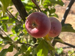 Amberoso Apple  Tree