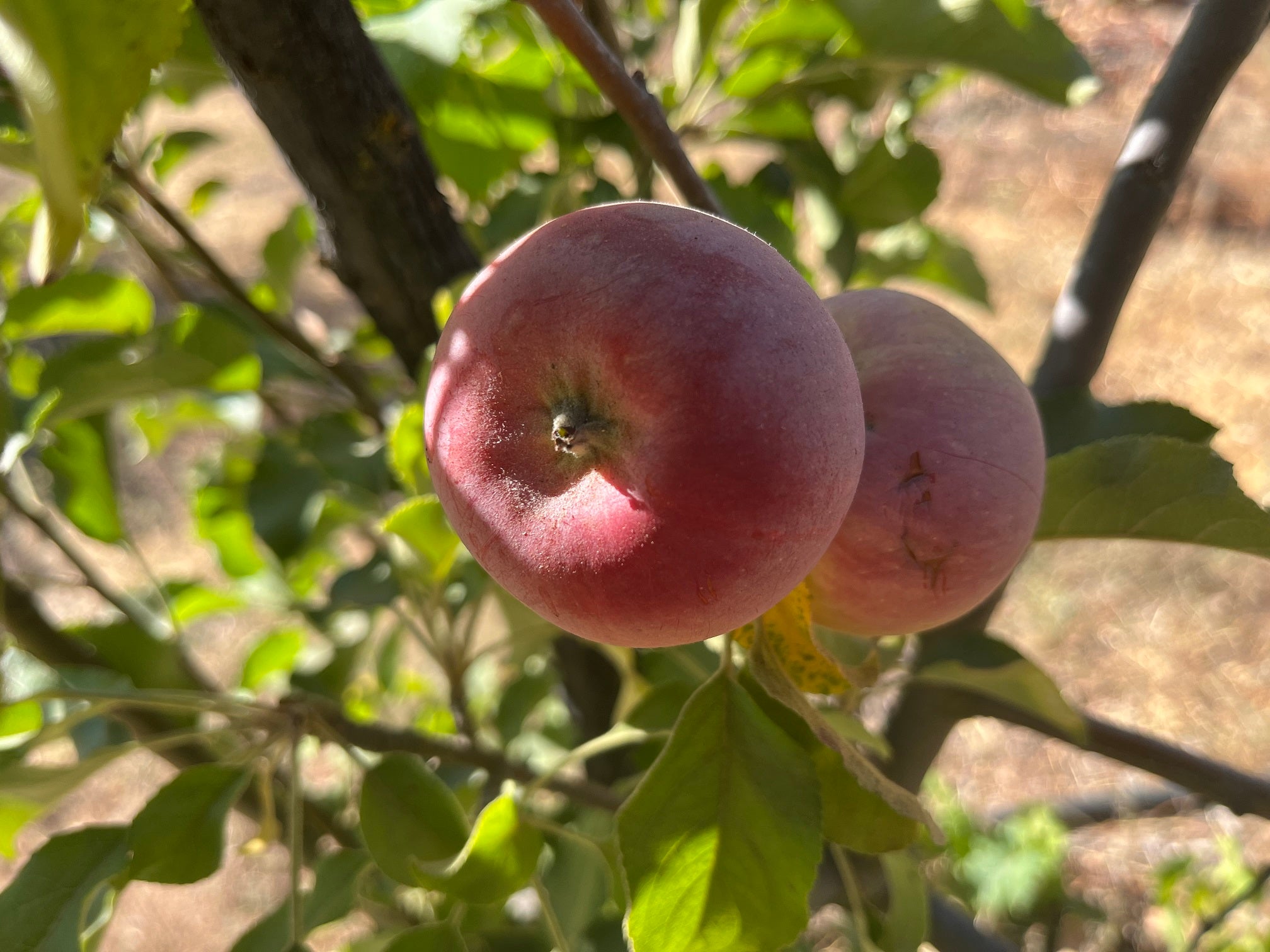 Two apples on a tree branch with green leaves.