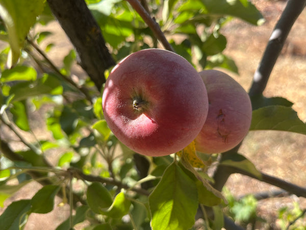Two apples on a tree branch with green leaves.
