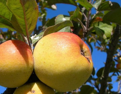 Apples on a tree branch with a clear blue sky background