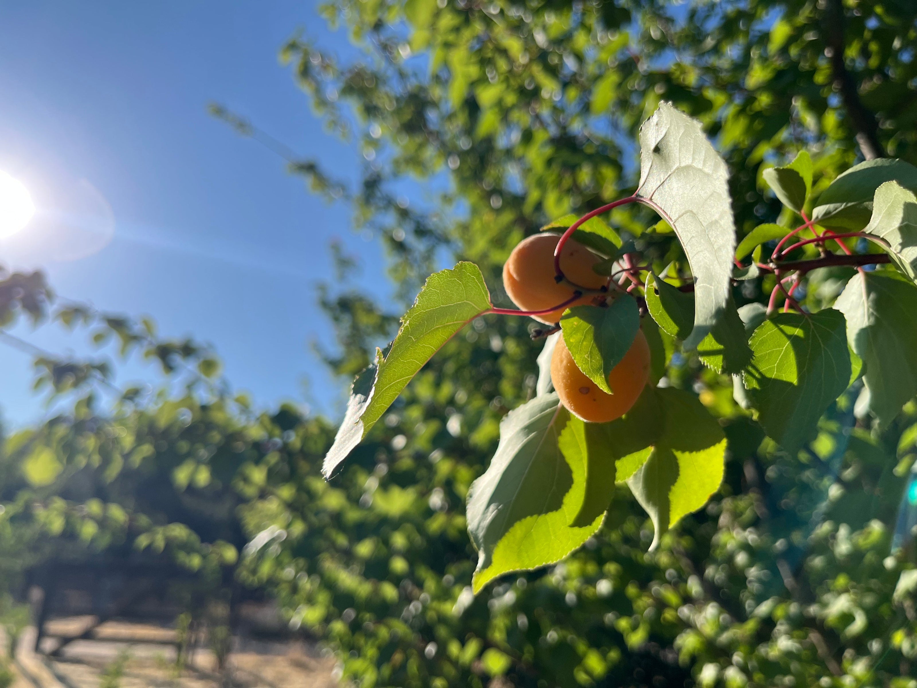 Oranges hanging from a tree with a blurred orchard background