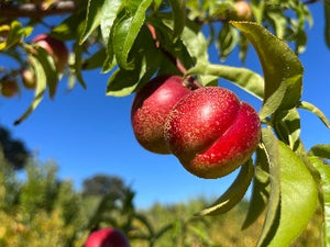 Arctic Queen Nectarine