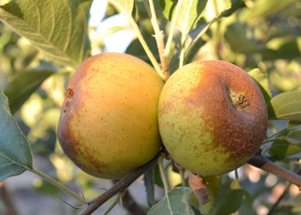 Two apples on a tree branch with green leaves in the background