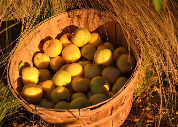 Wooden basket filled with apples in a natural setting