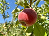 Baldwin Apple Tree